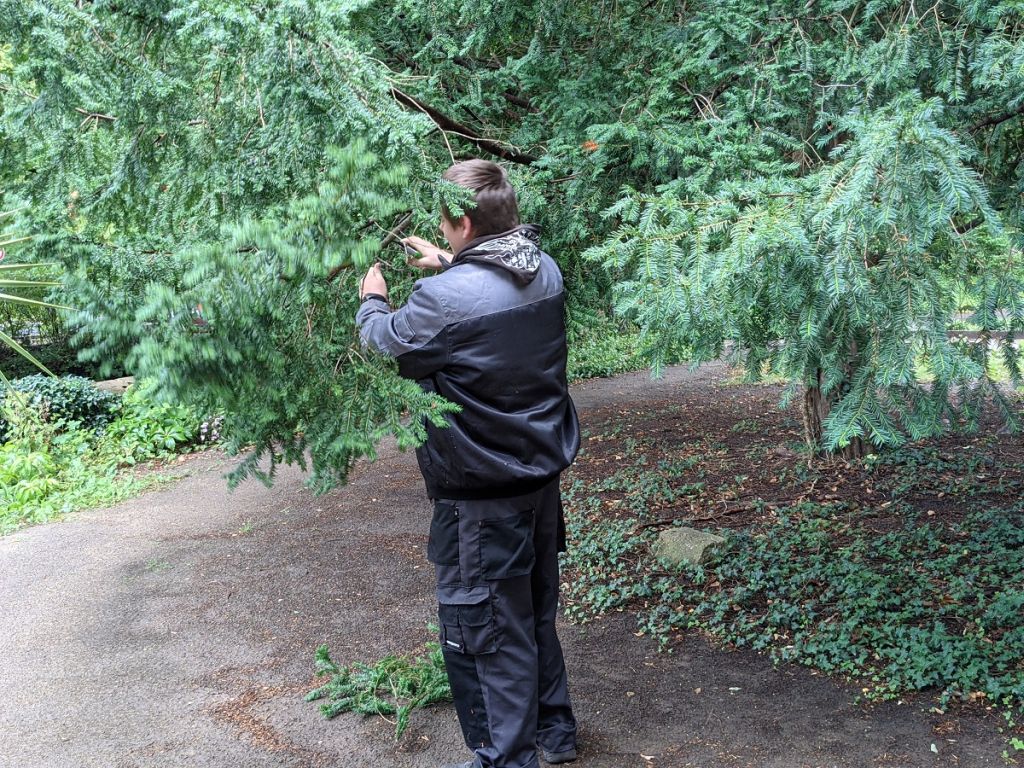 Andreas beim Baumschnitt im Botanischen Garten
